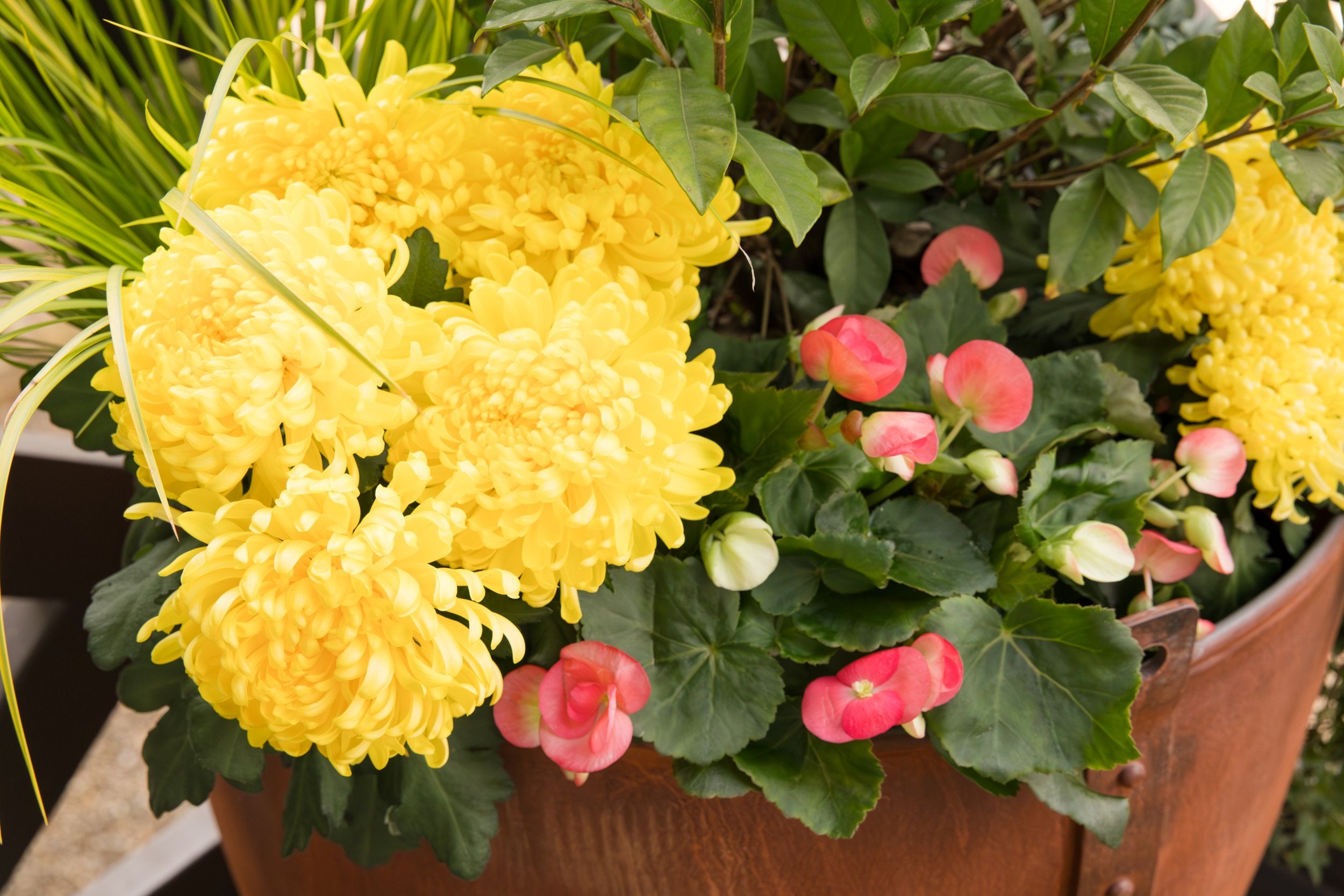 Potted metal planter with yellow flowers and pink begonias